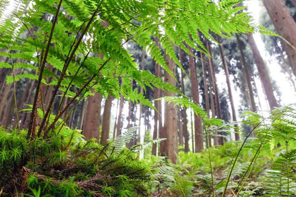 如何利用生物進行環(huán)境監(jiān)測？